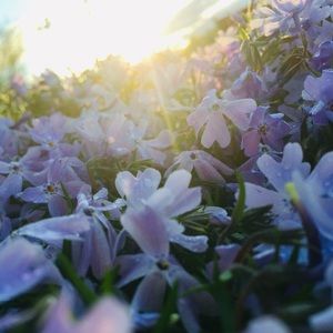 Meet your Posher, Tova